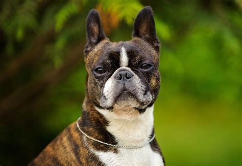 boston terrier face.